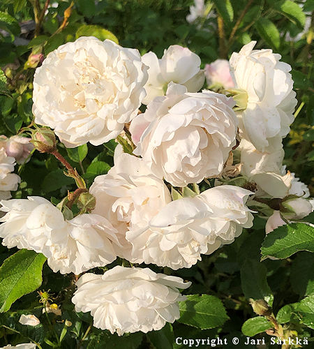 Rosa Rugosa-Ryhm 'Svel', tarhakurtturuusu